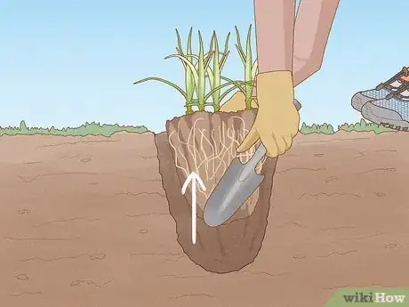 Imagen titulada Get Rid of Nutgrass Step 7