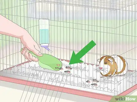 Imagen titulada Bathe a Guinea Pig Step 22