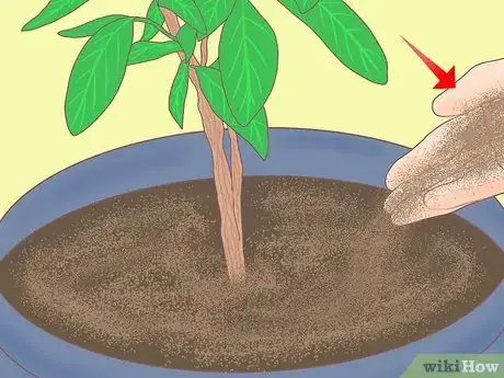 Imagen titulada Plant a Lemon Seed Step 28