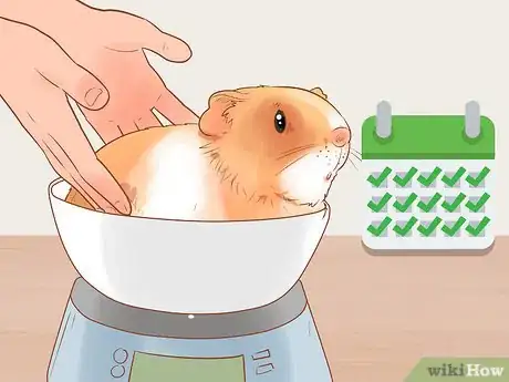 Imagen titulada Neuter Your Guinea Pig Step 21