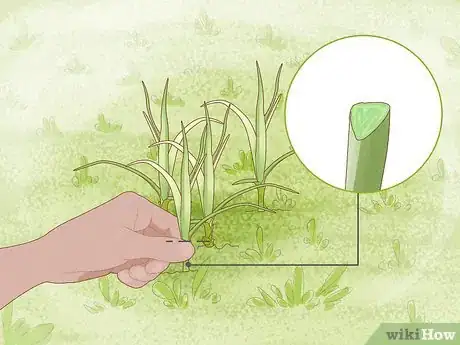 Imagen titulada Get Rid of Nutgrass Step 3