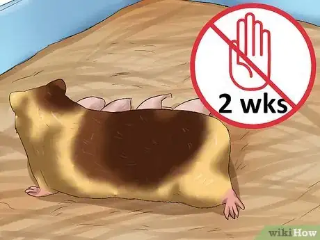 Imagen titulada Care for Newborn Hamsters Step 5