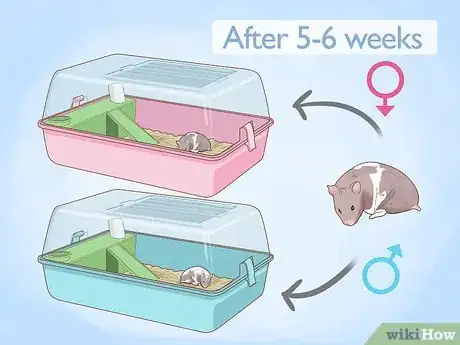 Imagen titulada Breed Hamsters Step 12