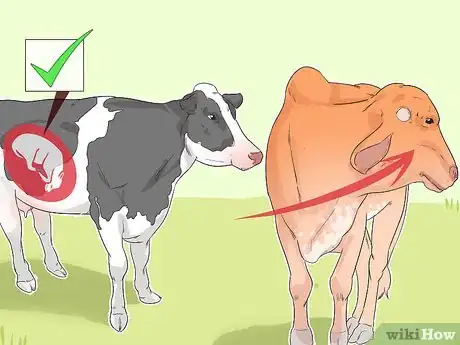 Imagen titulada Tell if a Cow or Heifer Is Pregnant Step 1