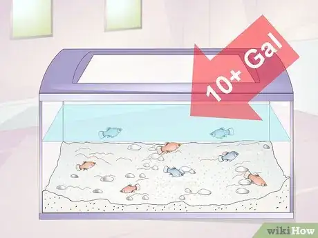 Imagen titulada Take Care of Baby Platy Fish Step 2