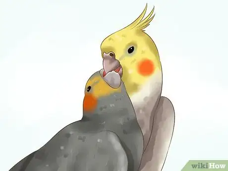 Imagen titulada Tell if a Cockatiel Is Male or Female Step 10