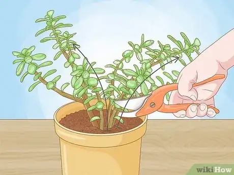 Imagen titulada Prune a Jade Plant Step 1