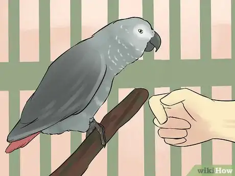 Imagen titulada Socialize an African Grey Parrot Step 4