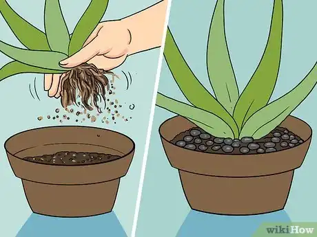 Imagen titulada Revive a Dying Aloe Vera Plant Step 5