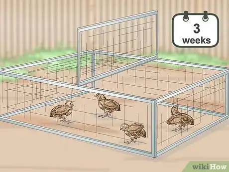 Imagen titulada Care for Quail Chicks Step 17