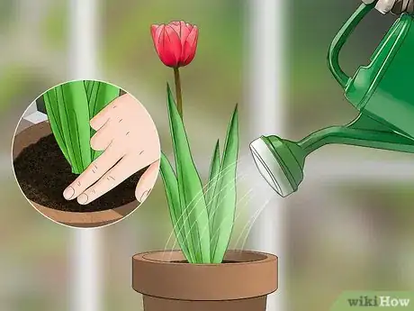 Imagen titulada Grow Tulips in Pots Step 11