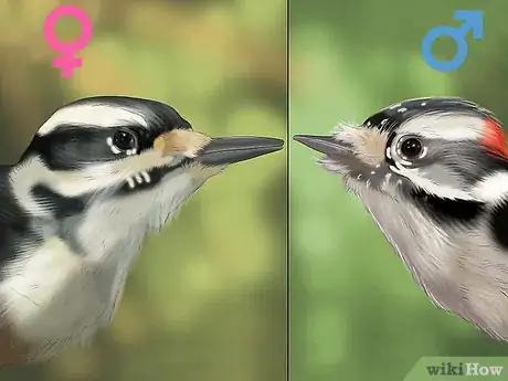 Imagen titulada Tell the Difference Between Downy and Hairy Woodpeckers Step 1