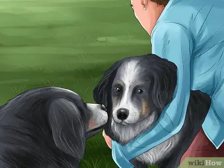 Imagen titulada Know if Your Female Dog Is Ready to Breed Step 9