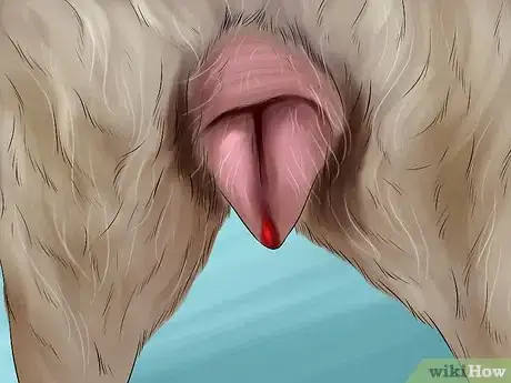 Imagen titulada Know if Your Female Dog Is Ready to Breed Step 1