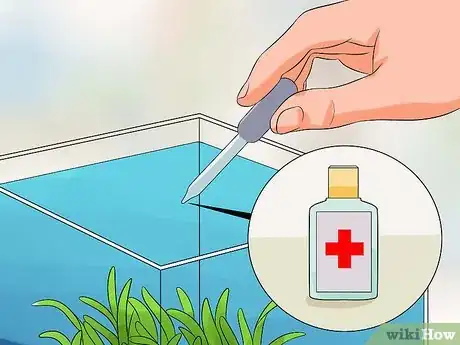 Imagen titulada Cure Betta Fish Diseases Step 14