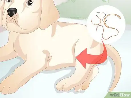 Imagen titulada Know Your Puppy Has Worms Step 3