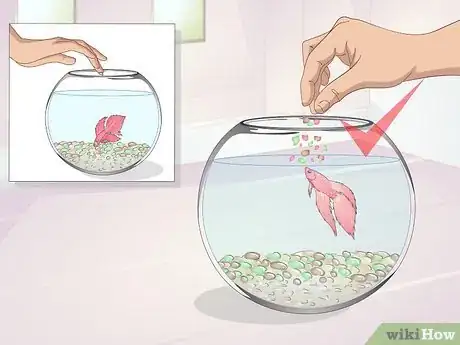 Imagen titulada Teach Your Betta to Jump Step 10