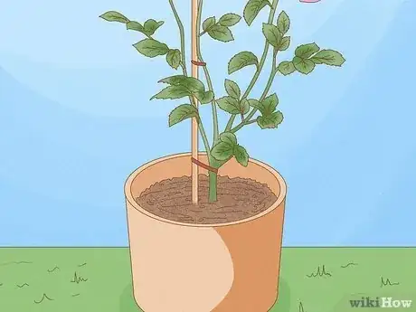 Imagen titulada Grow Roses in Containers Step 10