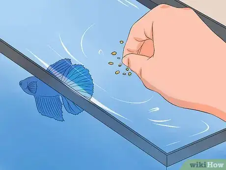 Imagen titulada Save a Dying Betta Fish Step 3