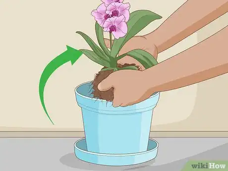 Imagen titulada Plant Orchids in a Pot Step 5