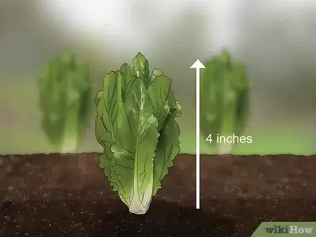 Imagen titulada Harvest Romaine Lettuce Step 10