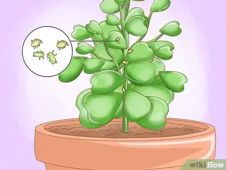 Imagen titulada Get a Hoya Plant to Bloom Step 19