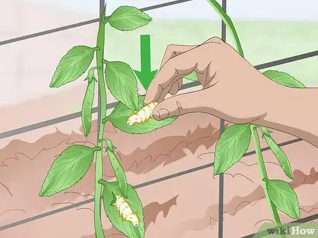 Imagen titulada Grow Sugar Snap Peas Step 10