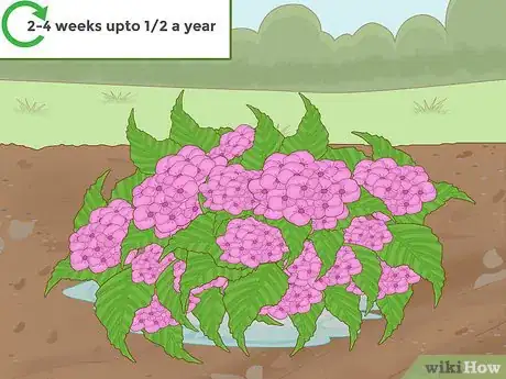 Imagen titulada Change the Color of Hydrangeas Step 9