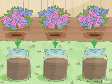 Imagen titulada Change the Color of Hydrangeas Step 1