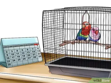 Imagen titulada Care for a Lovebird Step 8