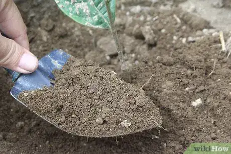 Imagen titulada Make Clay from Indigenous Soil Step 1