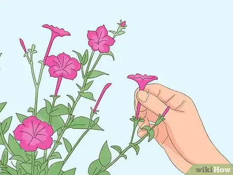 Imagen titulada Prune Petunias Step 12