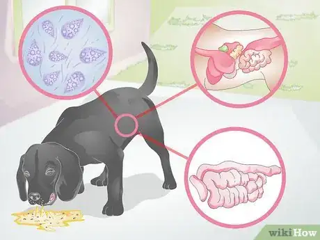 Imagen titulada Diagnose Yellow Foamy Vomit in Dogs Step 6