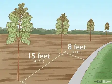 Imagen titulada Plant Mahogany Trees Step 3