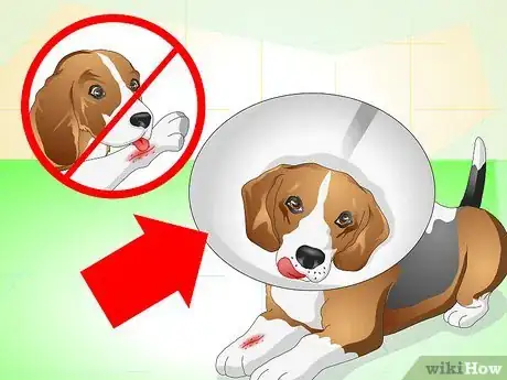 Imagen titulada Care for a Dog With Stitches Step 1