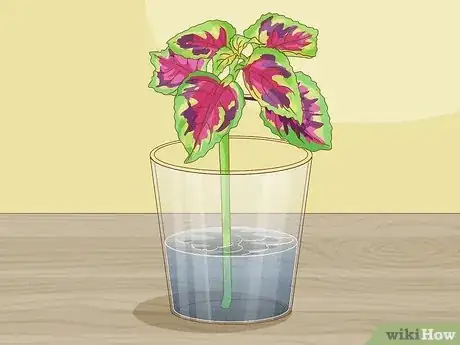 Imagen titulada Grow Coleus Step 10