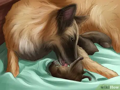 Imagen titulada Help Your Dog After Giving Birth Step 6