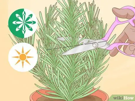 Imagen titulada Divide a Lavender Plant Step 5