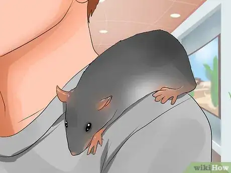 Imagen titulada Shoulder Train a Pet Rat Step 11