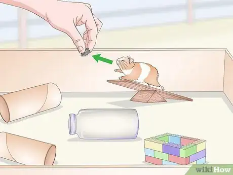 Imagen titulada Teach a Hamster Tricks Step 14