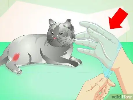 Imagen titulada Treat an Abscess on a Cat Step 6