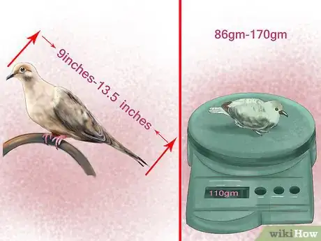 Imagen titulada Identify a Mourning Dove Step 2