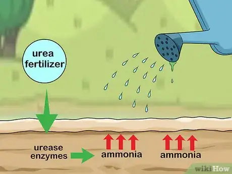 Imagen titulada Apply Urea Fertilizer Step 4