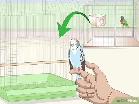 Imagen titulada See if Your Pet Budgie Is Sick Step 14