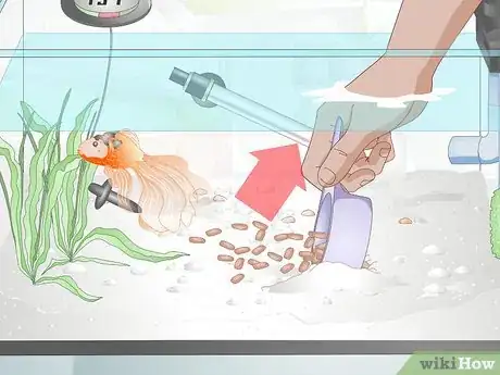 Imagen titulada Care for a Fantail Goldfish Step 11