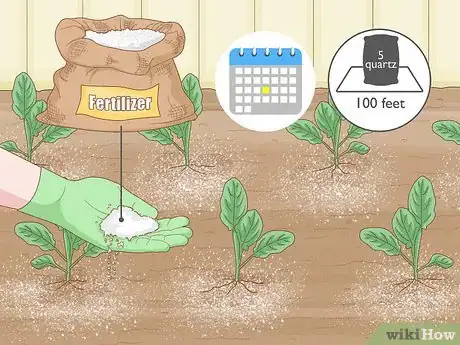 Image intitulée Grow Cauliflower Step 10