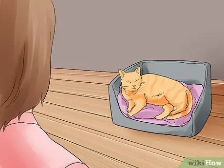 Image intitulée Help a Cat Give Birth Step 9