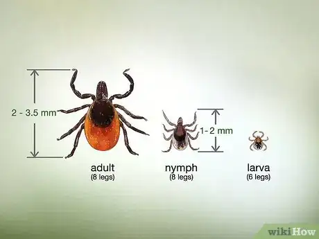 Image intitulée Identify a Deer Tick Step 2