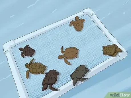 Image intitulée Breed Turtles Step 17