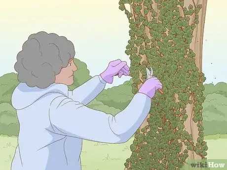 Image intitulée Remove an Ivy Plant Step 11